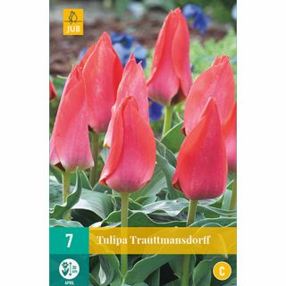 Tulipa Trauttmansdorff - 7 st.