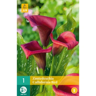 JUB Holland Zantedeschia Callafornia Red - 1 st.