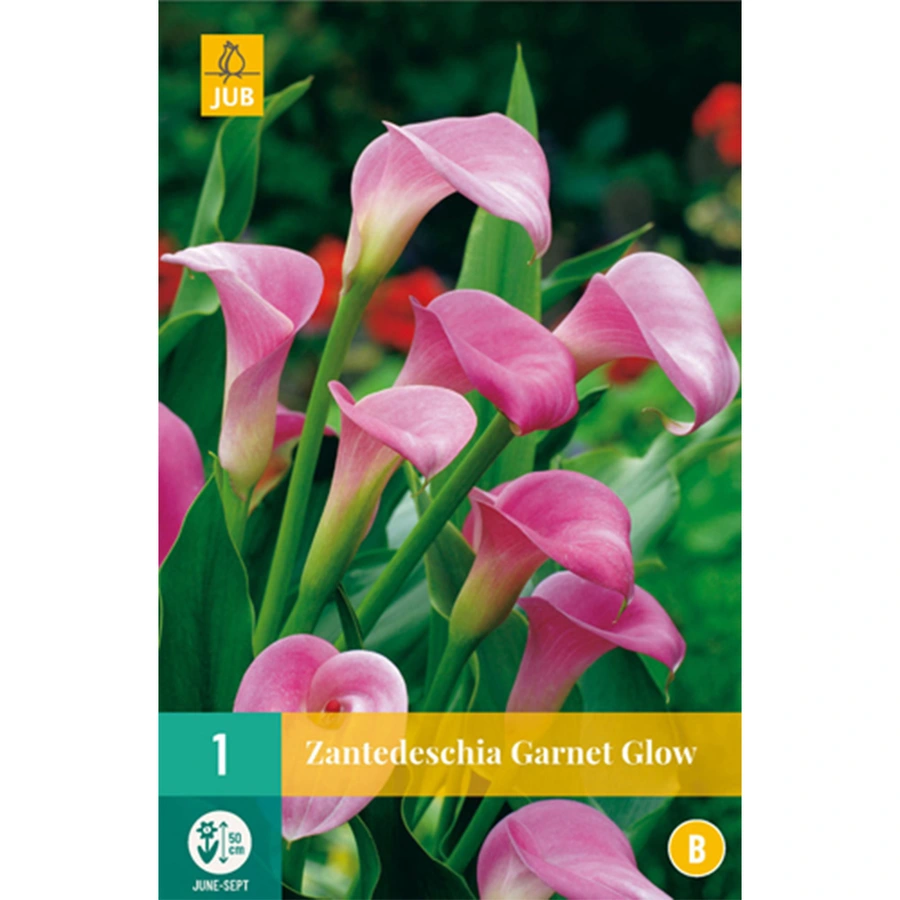 JUB Holland Zantedeschia Garnet Glow - 1 st.