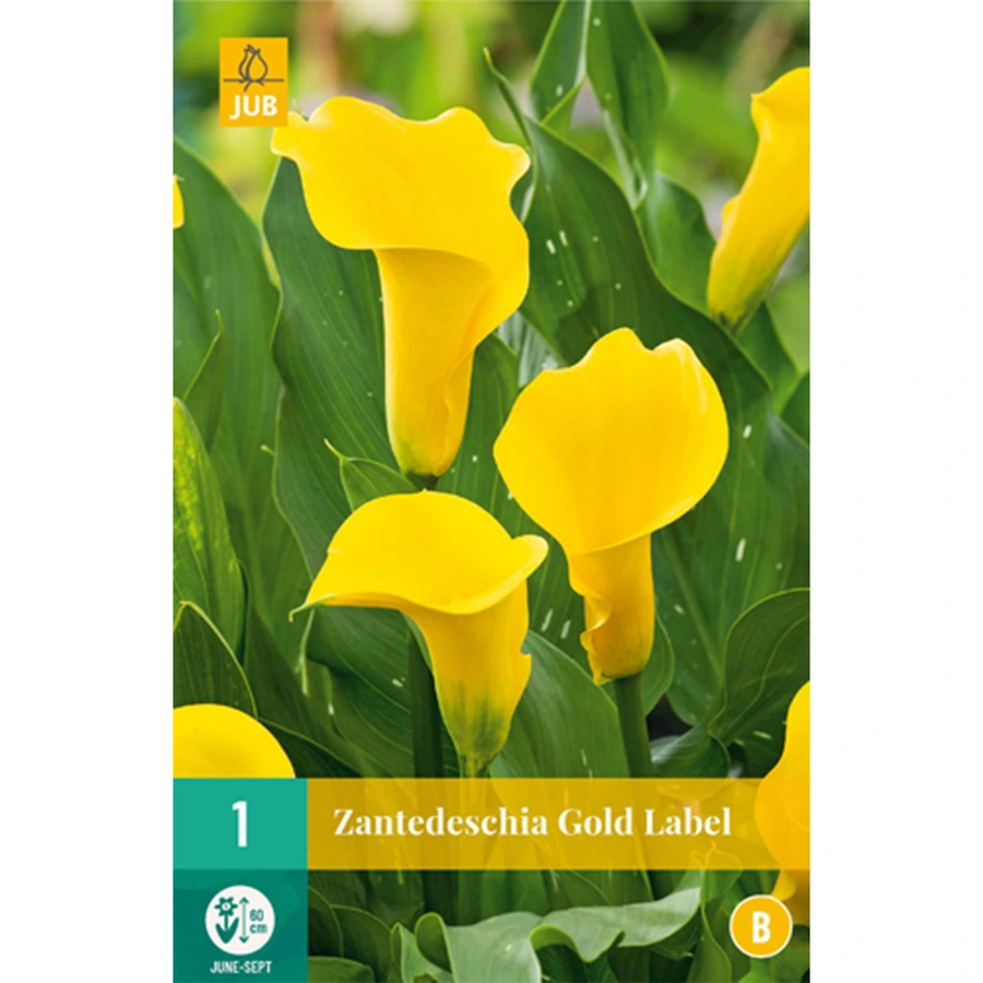 JUB Holland Zantedeschia Gold Label - 1 st.