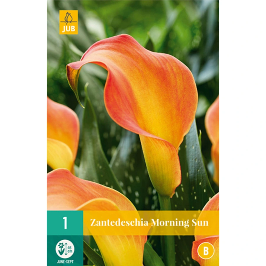 JUB Holland Zantedeschia Morning Sun - 1 st.